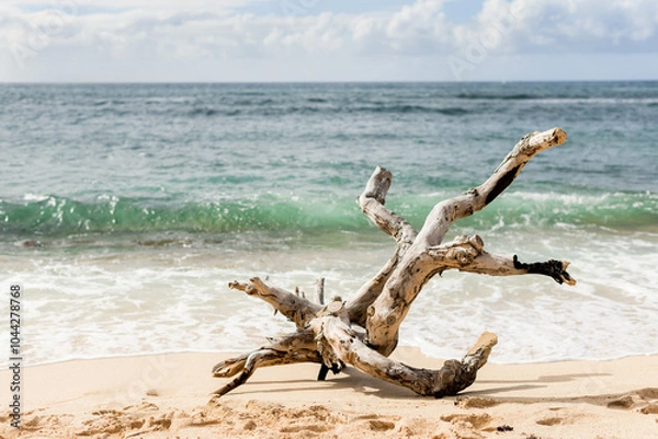 Fototapeta Large driftwood on the North Shore beach of Oahu, Hawaii