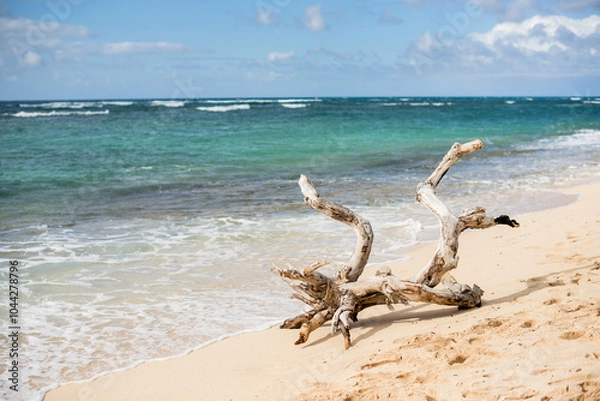 Fototapeta Large driftwood on the North Shore beach of Oahu, Hawaii