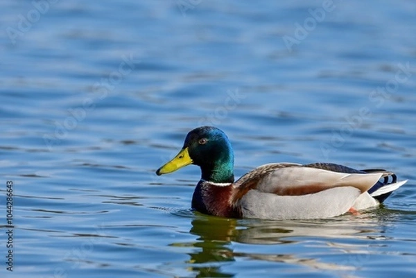 Fototapeta 青空映す水面をのんびり泳ぐマガモ オス