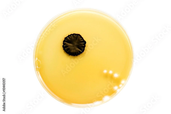 Obraz Microbiology 03