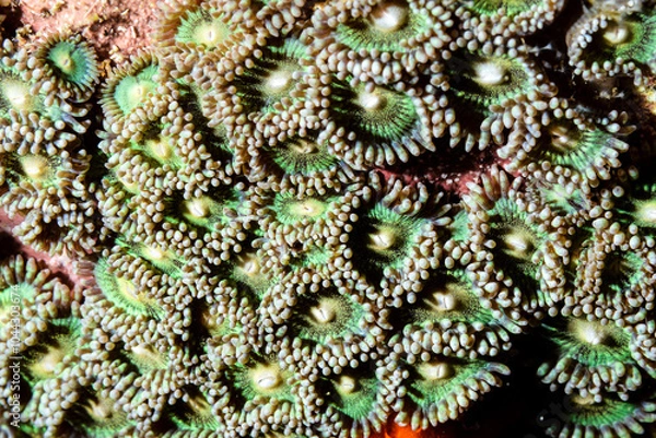 Obraz Zoanthus sociatus