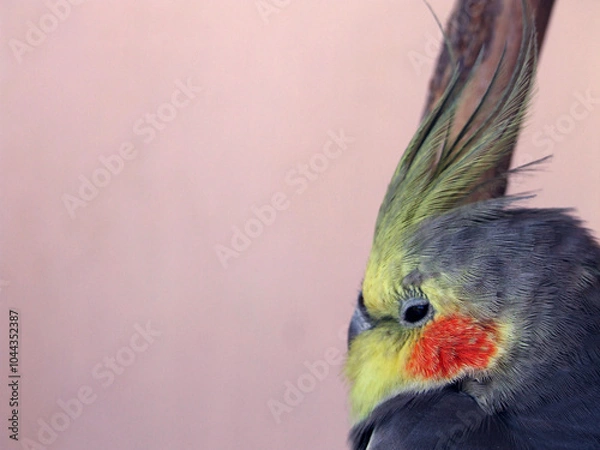Obraz cockatiel