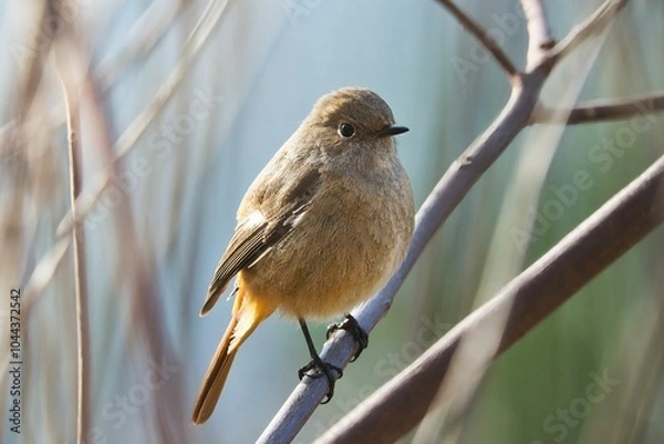 Fototapeta ジョウビタキのメス
