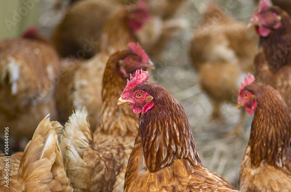 Fototapeta 養鶏
