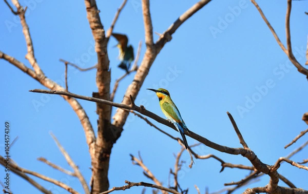 Obraz Rainbow Bee Eater