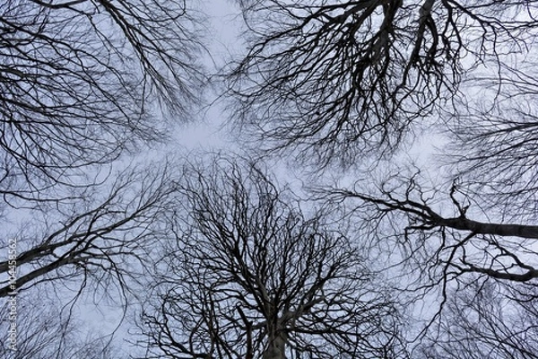 Obraz Branches symphony background