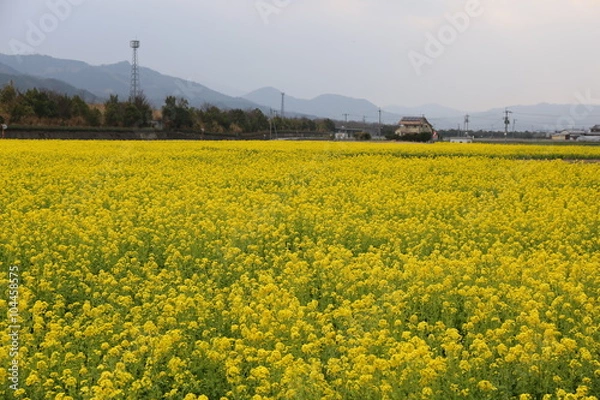 Fototapeta 菜の花畑