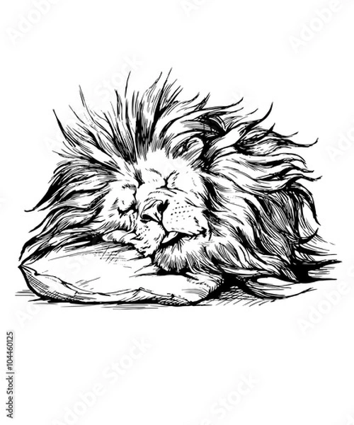 Obraz Ręcznie narysowany wektor realistyczny postać śpiącego lwa.