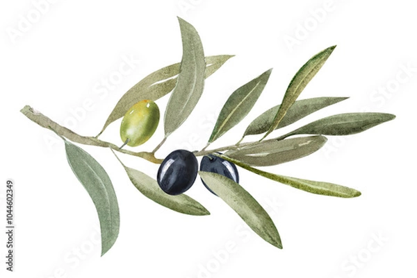 Fototapeta Watercolor illustration of olive branch with olives, with ripe and green olives.