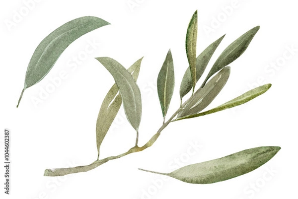 Fototapeta Watercolor illustration of olive branch with olives, with ripe and green olives.