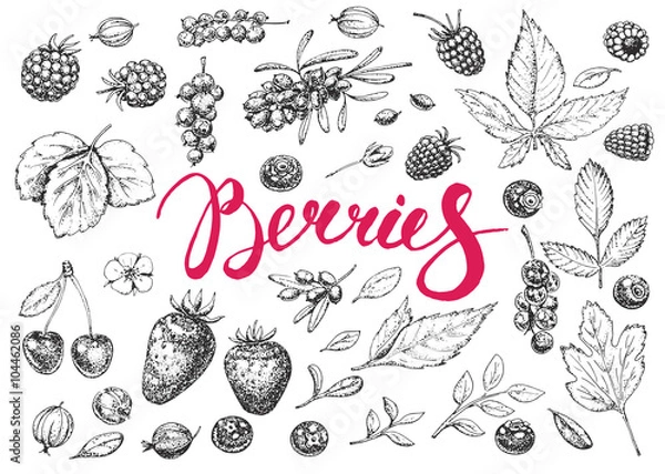 Fototapeta Hand drawn vector berries