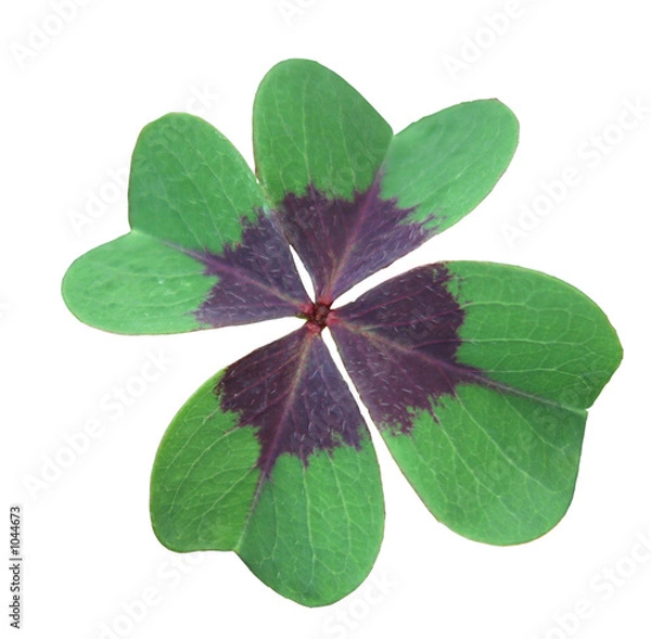 Obraz trèfle