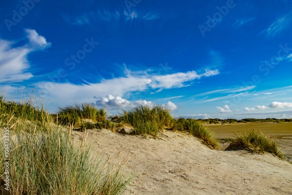 Fototapeta beautiful north sea dunes with green grasses and blue sky in Rømø Denmark