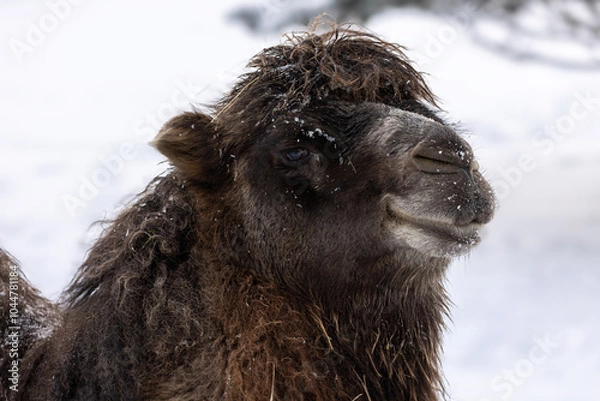 Fototapeta Close-up of a two-humped camel in winter.(Camelus bactrianus)