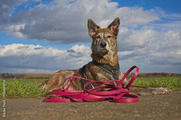 Obraz Hund an langer Leine