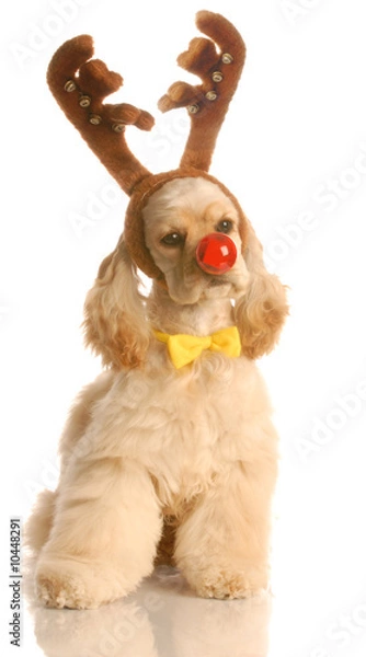 Fototapeta cocker spaniel dressed up as rudolph