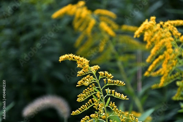 Fototapeta セイタカアワダチソウの黄色い花