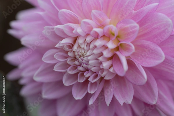 Obraz 柔らかい突起達