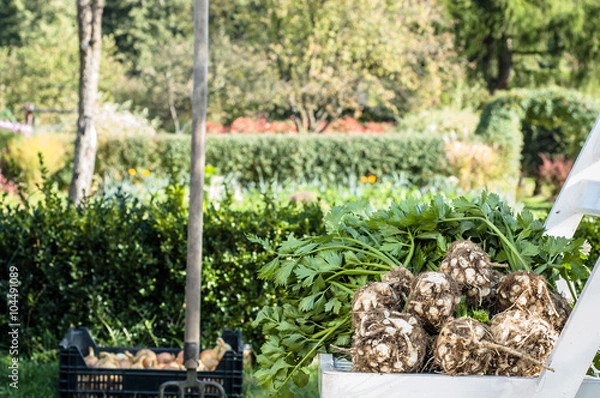 Fototapeta Autumn vegetables. Leek and celery on chair in the garden.