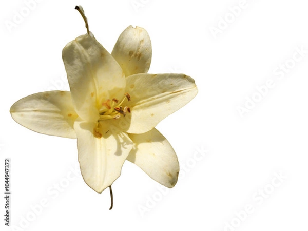 Obraz white flower isolated on white