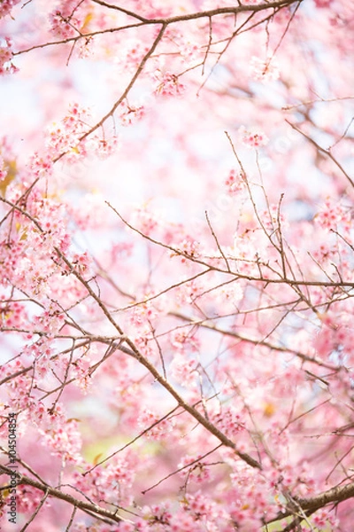 Obraz abstract sakura blossom, Soft focus,Background with pink color f