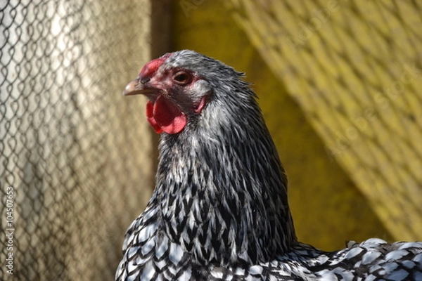 Obraz Hen walking on the barnyard. Young chicken standig alone on barn yard with the chicken coop