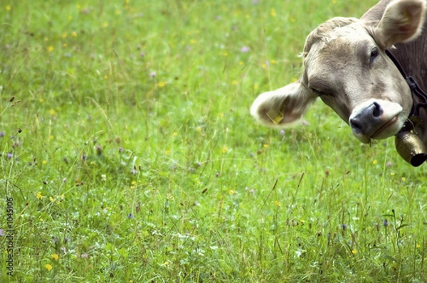 Fototapeta ciekawa krowa prowadząca