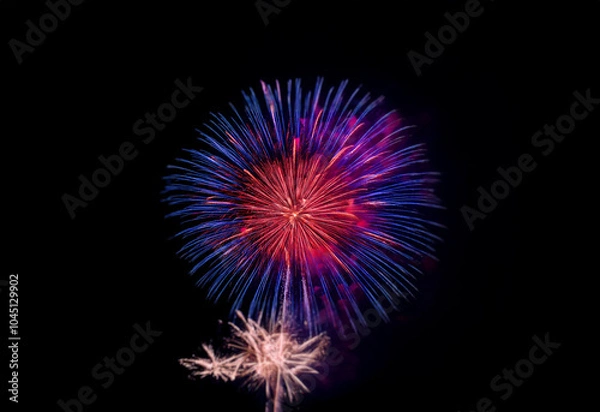 Fototapeta A single firework bursts in the night sky, illuminating the darkness with streaks of blue, red, and pink against a black background.