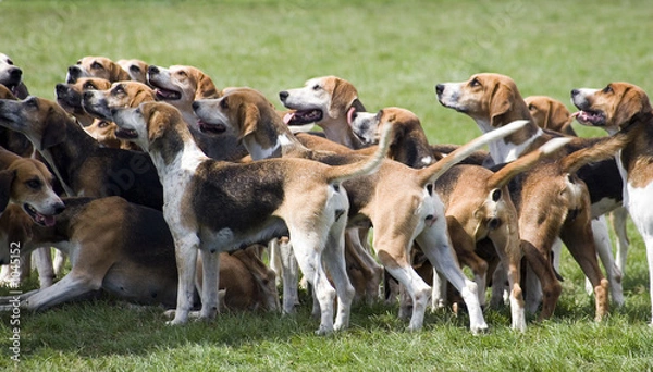 Obraz hounds