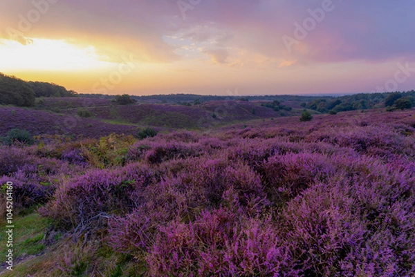 Fototapeta Nature landscape, The flowering Calluna vulgaris (heide, ling, or simply heather) on slope, Purple flowers on the hill side field, Posbank, Veluwezoom National Park in Rheden, Gelderland, Netherlands.