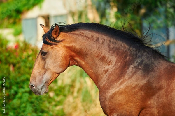 Obraz Biegnący ogier Lusitano