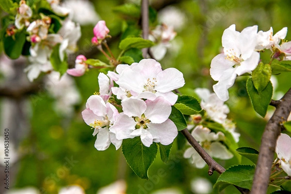 Obraz Apple-tree flowers against green foliage