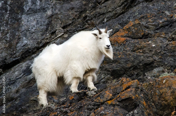 Obraz Mountain Goat