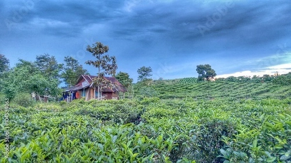 Obraz Kaffee und Tee Plantage