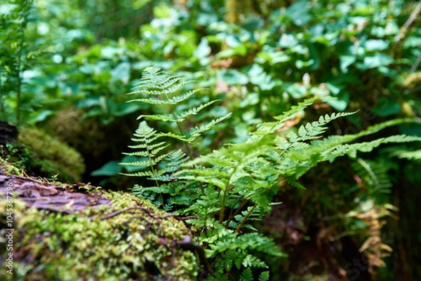 Obraz Pacific Northwest Rainforest Ferns. Ferns growing in a lush, temperate rainforest of the Pacific Northwest.

