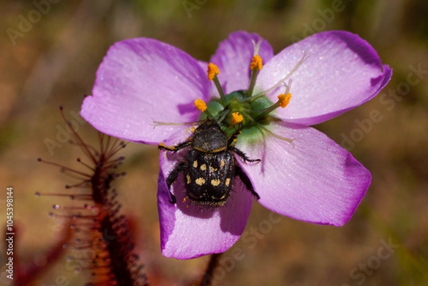 Fototapeta Pink flower of the carnivorous poppy-flowered sundew (Drosera cistiflora) with monkey beetle as pollinator, Western Cape, South Africa, 