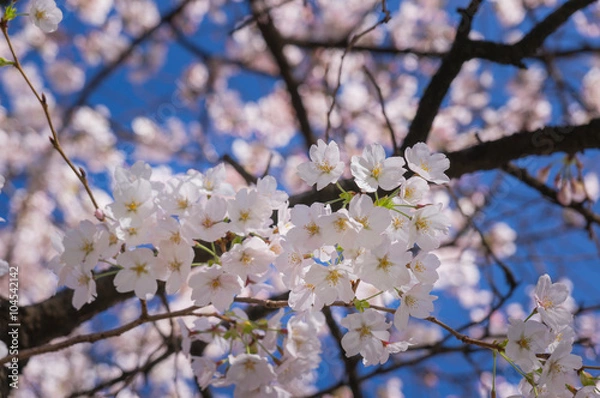 Obraz Cherry blossoms sakura