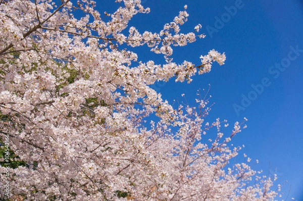 Obraz Cherry blossoms sakura