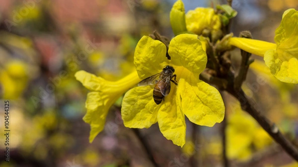 Obraz Bee and Tabebuia aurea.