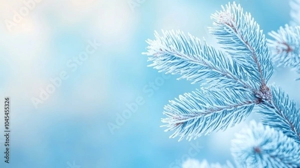 Fototapeta Close up of frost-covered fir tree branch
