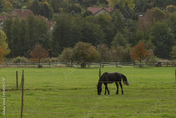 Fototapeta A majestic horse is calmly grazing in a beautiful field, with lush trees standing tall in the background, completing the serene scene