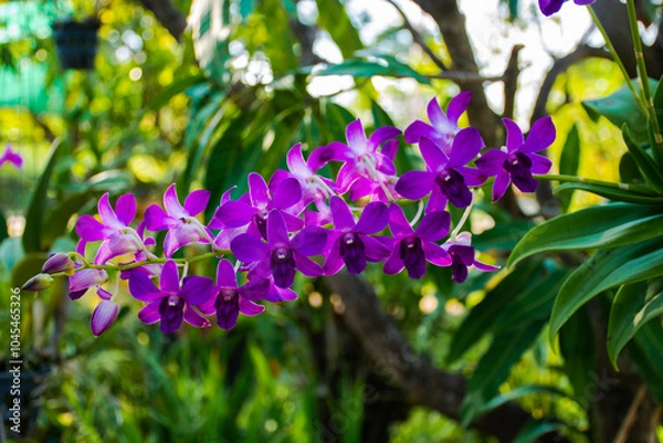 Obraz A bunch of purple orchids in their plant