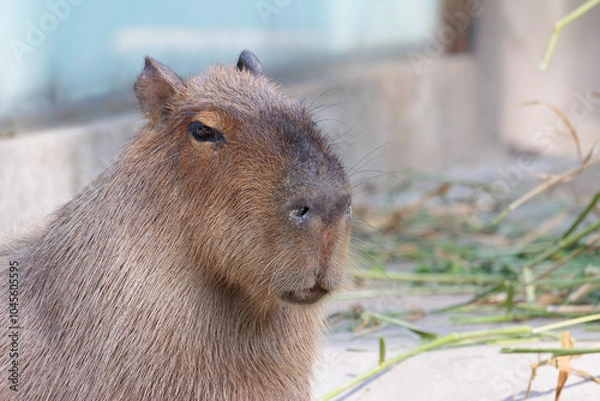 Fototapeta Close up of single capybara looking around during sunny day