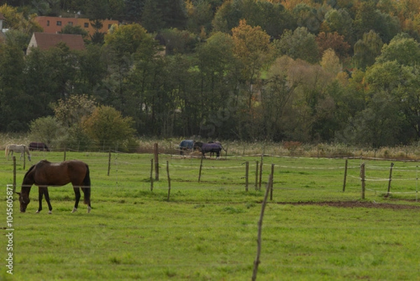 Fototapeta A majestic horse is peacefully grazing in a beautiful field, with a backdrop of lush trees creating a serene landscape