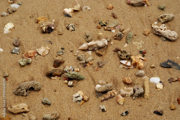 Fototapeta Tropical beach shells