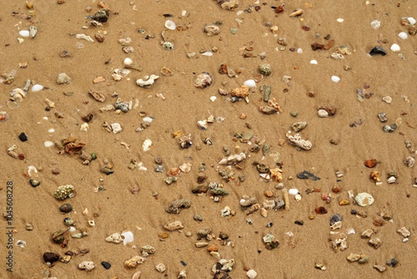 Fototapeta Tropical beach shells
