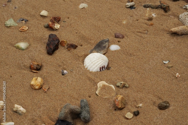 Fototapeta Tropical beach shells