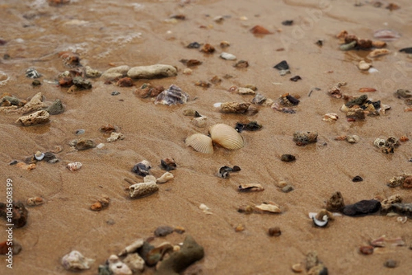 Fototapeta Tropical beach shells