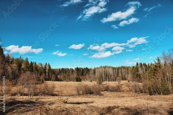 Obraz forest and sky