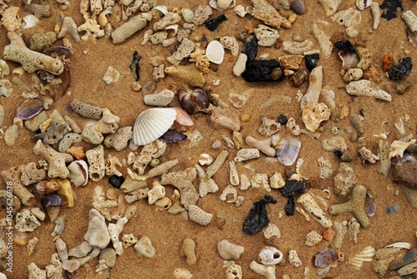 Fototapeta Tropical beach shells